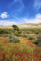 Spanien, Andalusien, Olivenhain, Olivenbäume und Mohnblumen im Frühling - SMAF000499