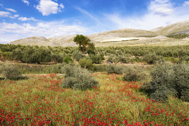 Spanien, Andalusien, Olivenhain, Olivenbäume und Mohnblumen im Frühling - SMAF000500