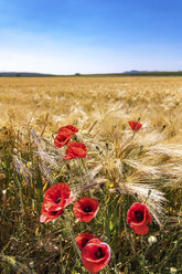 Spain, Andalusia, Field of barley with poppy flowers - SMAF000501