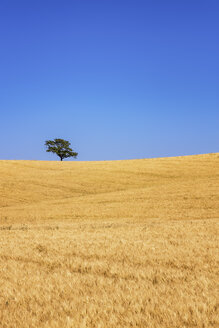 Spanien, Andalusien, Gerstenfeld und Baum - SMAF000510