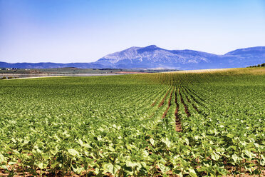 Spanien, Andalusien, Feld mit jungen Sonnenblumen, Ernte - SMAF000511