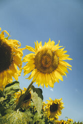 Sonnenblumen auf dem Feld - BZF000310