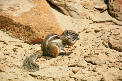 Berberhörnchen, Atlantoxerus getulus, frisst eine Erdnuss an den Felsen, lizenzfreies Stockfoto