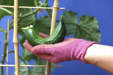 Frische Gurke in der Hand einer Frau, die auf einer Topfpflanze wächst - JTF000761