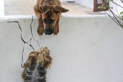 Dog looking over wall to another dog stock photo