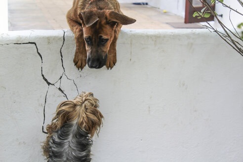 Dog looking over wall to another dog - ZEF008844