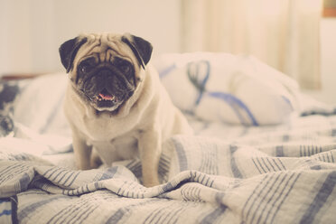 Pug sitting on bed - SIPF000563