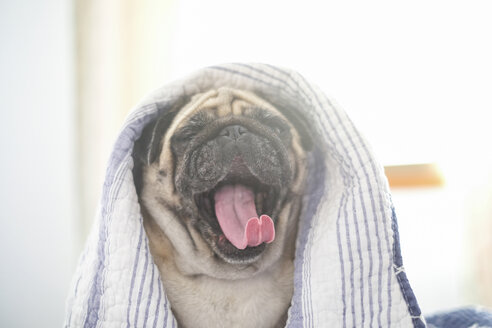 Yawning pug with blanket on his head - SIPF000565