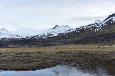 Iceland, South Iceland, herd of reindeers - FDF000193