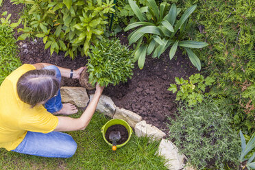 Frau pflanzt Margerite im Garten - WDF003675