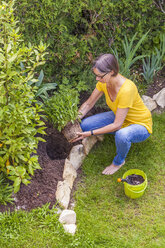 Frau pflanzt Margerite im Garten - WDF003678