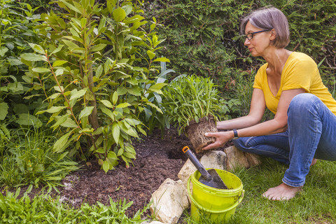 Frau pflanzt Margerite im Garten, lizenzfreies Stockfoto