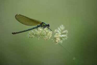 Female banded demoiselle - MJOF001210