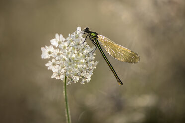 Weibliche gebänderte Demoiselle auf weißer Blüte - MJOF001212