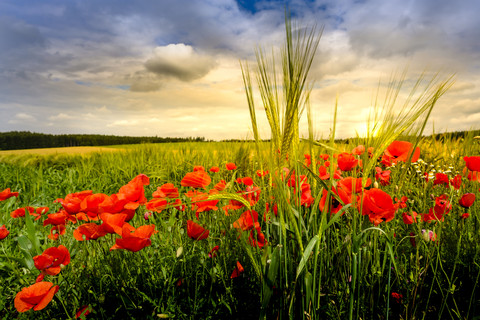 Deutschland, Bayern, Feld mit Mohnblumen bei Sonnenuntergang, lizenzfreies Stockfoto