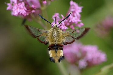 Breitrandiger Bienenschwärmer - MJOF001213