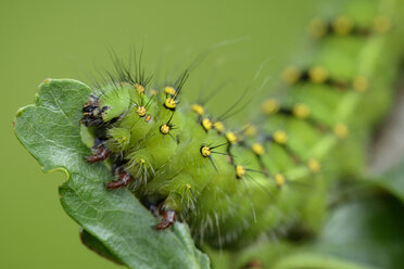 Raupe der Kleinen Kaisermotte auf einem Blatt - MJOF001215