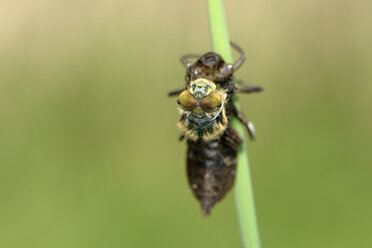 Four-spotted chaser, detail - MJOF001218