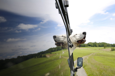 Mongrel looking out of window of off-road vehicle stock photo