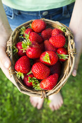 Hände eines Mädchens halten einen Weidenkorb mit Erdbeeren - LVF005079