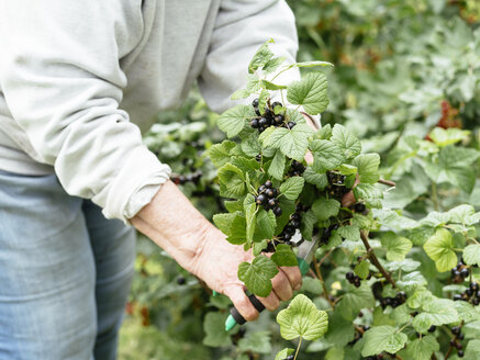 Ältere Frau erntet schwarze Johannisbeeren durch Abschneiden eines Zweigs - HAWF000941