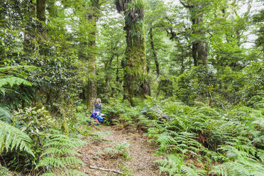 Neuseeland, Nordinsel, Te Urewera National Park, Wanderin ruht sich auf dem Weg aus und betrachtet die Bäume - GWF004789