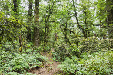 Neuseeland, Nordinsel, Te Urewera National Park - GWF004791