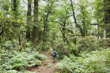 Neuseeland, Nordinsel, Te Urewera National Park, männlicher Wanderer betrachtet Bäume am Wanderweg - GWF004792