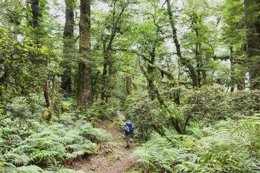 New Zealand, North Island, Te Urewera National Park, male hiker gazing at trees along hiking trail - GWF004792