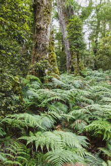 Neuseeland, Nordinsel, Te Urewera National Park, Regenwald, Bäume und Farne - GWF004795