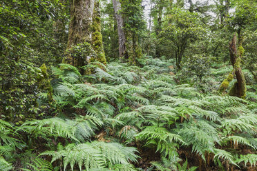 Neuseeland, Nordinsel, Te Urewera National Park, Regenwald, Bäume und Farne - GWF004796