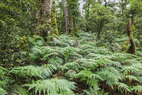 Neuseeland, Nordinsel, Te Urewera National Park, Regenwald, Bäume und Farne - GWF004796