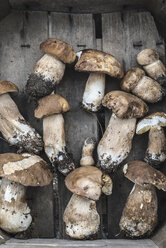 Porcini mushrooms in crate - DEGF000857