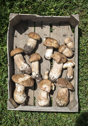 Porcini mushrooms in crate - DEGF000860