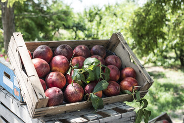 Pfirsiche in einer Kiste im Obstgarten - DEGF000867