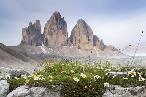 Italien, Dolomiten, Drei Zinnen, weiße Blumen - MKFF000299