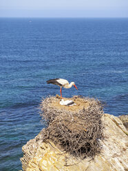 Portugal, Storch nistet im Parque Natural do Sudoeste Alentejano e Costa Vicentina - LAF001667