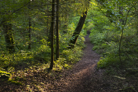 Deutschland, Oberbayern, Geretsried, Waldweg, Naturschutzgebiet Isarauen, lizenzfreies Stockfoto