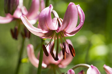 Türkenbundlilie, Lilium martagon - SIEF007056