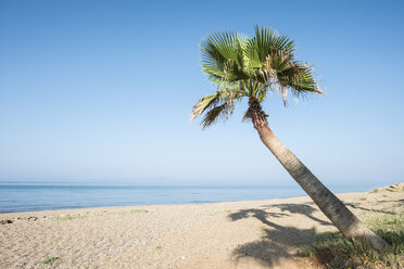 Griechenland, Glifa, Palme am Strand - DEGF000891