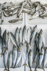 Raw Atlantic chub mackerels on ice in a fishing shop - DEGF000895