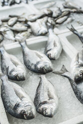 Raw sea bream fish on ice in a fishing shop - DEGF000896