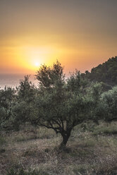 Griechenland, Kalamata, Olivenbäume, Meer und Sonnenuntergang - DEGF000898