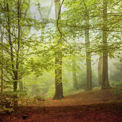 Laubwald im Frühling - DWIF000747