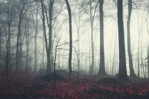 Laubwald im Herbst, Morgenstimmung - DWIF000751