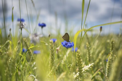 Maisblüte im Weizenfeld - ELF001780