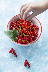 Hand of girl taking red currants - SARF002808