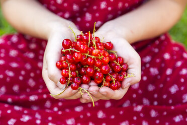 Hands of girl holding red currants - SARF002809