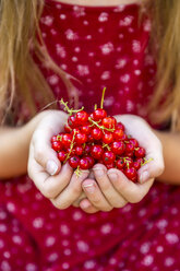 Hands of girl holding red currants - SARF002810
