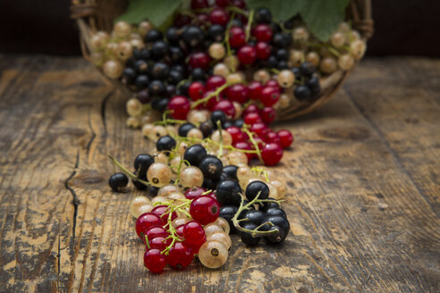 Black, red and white currants on dark wood - LVF005109